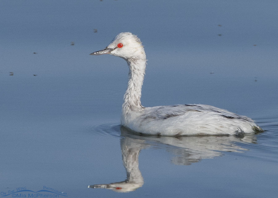 Leucistic Eared Grebe on the Great Salt Lake, Antelope Island State Park, Davis County, Utah