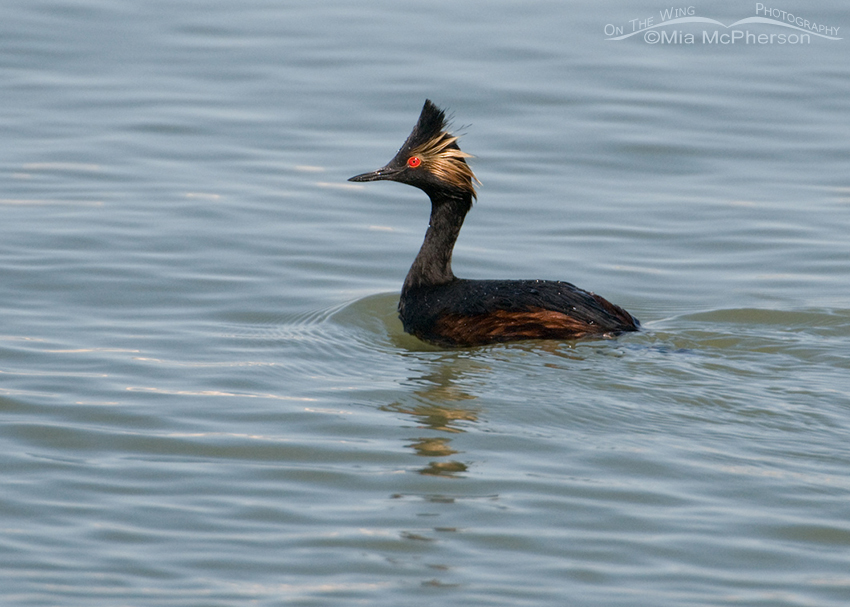 Eared Grebe in breeding plumage, Antelope Island State Park, Davis County, Utah