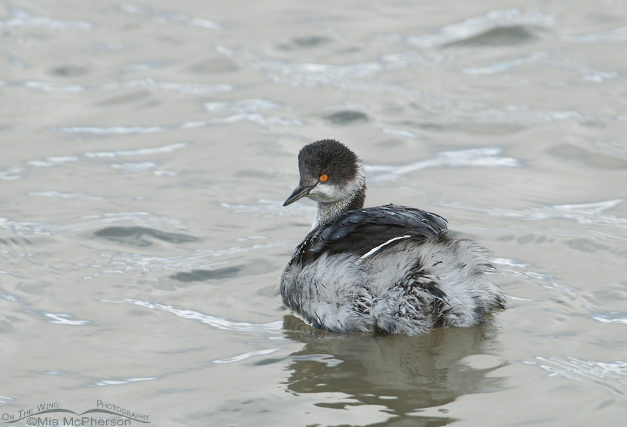 Eared Grebe on a gray day at Farmington Bay WMA, Davis County, Utah