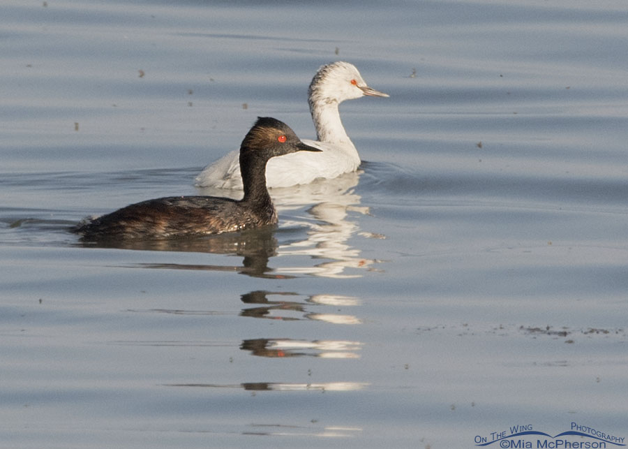 Leucistic Eared Grebe and a normal Eared Grebe on the Great Salt Lake, Antelope Island State Park, Davis County, Utah