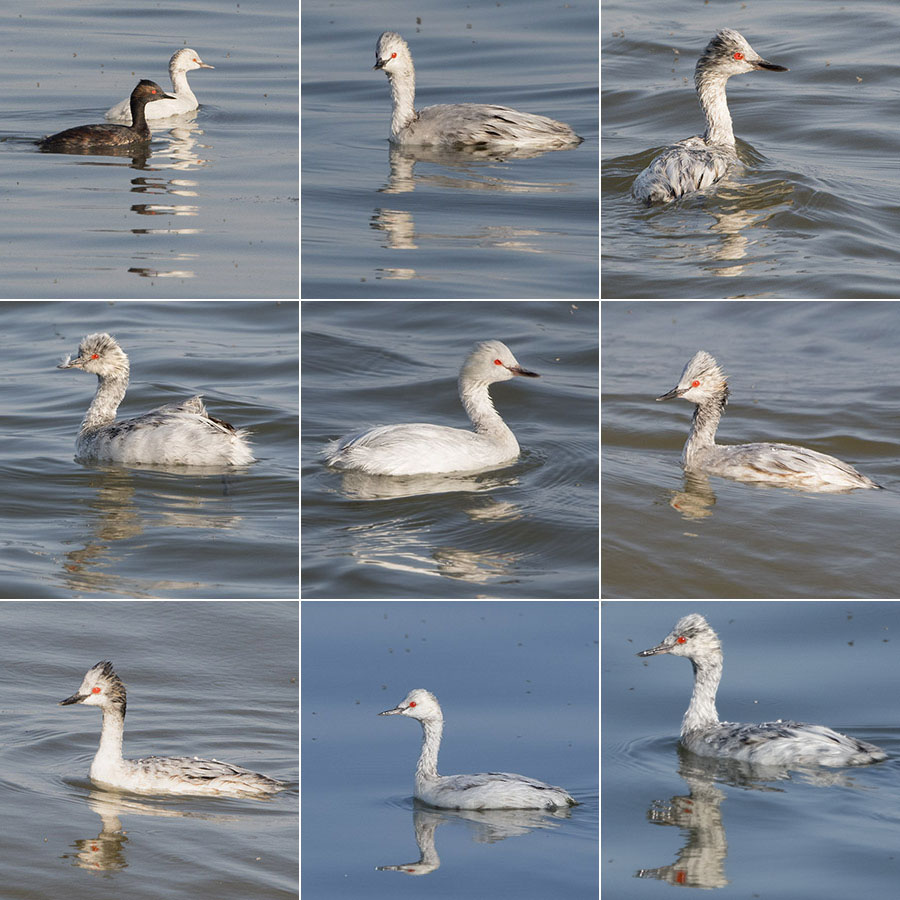 Nine Leucistic Eared Grebes on the Great Salt Lake, Antelope Island State Park, Davis County, Utah