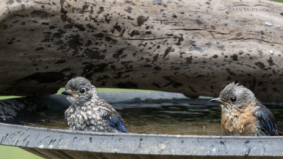 Immature and female Eastern Bluebirds bathing, Sebastian County, Arkansas