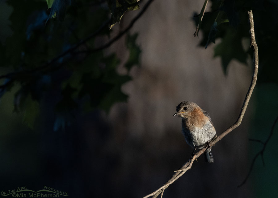 Female Eastern Bluebird in a natural vignette, Sebastian County, Arkansas