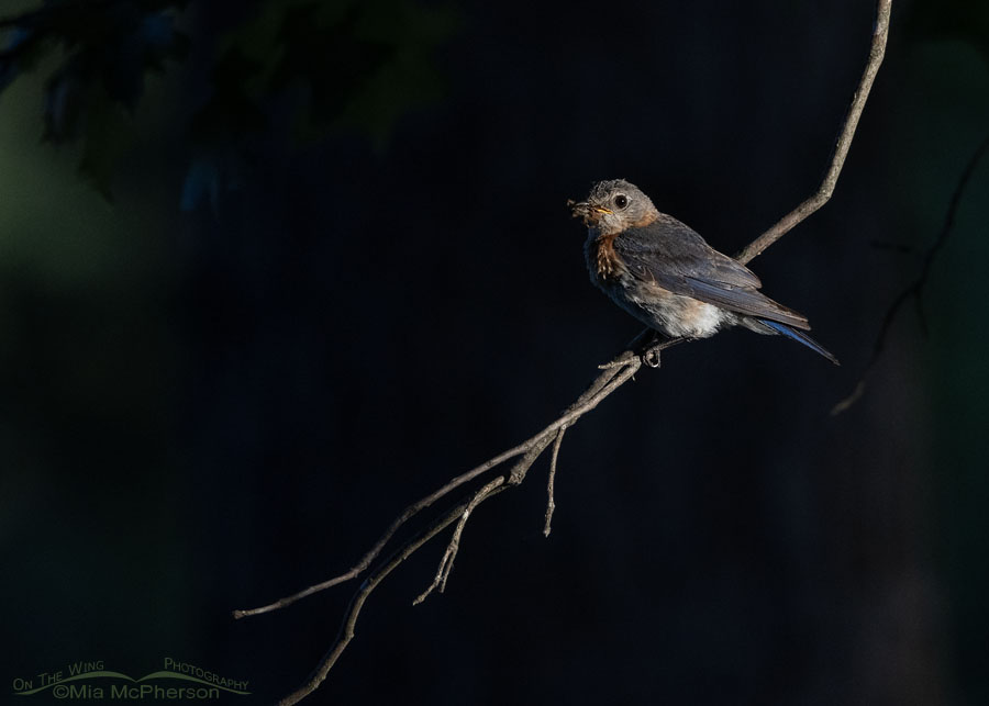 Female Eastern Bluebird in a natural spotlight, Sebastian County, Arkansas