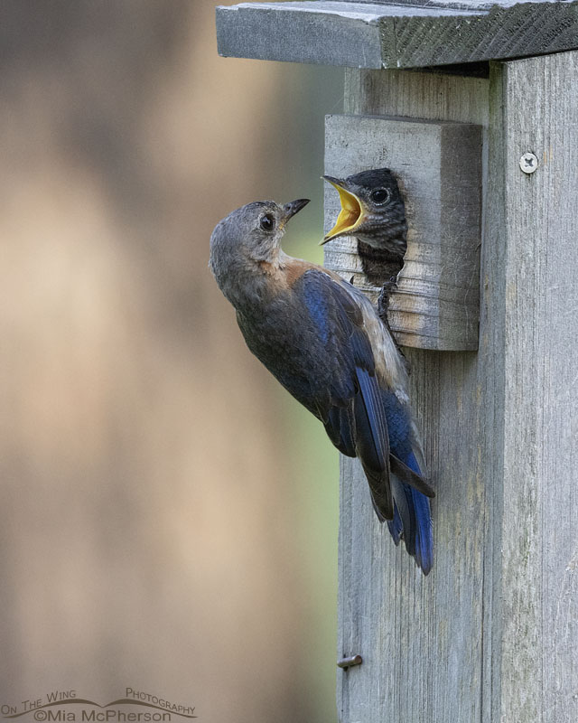 Female Eastern Bluebird feeding her chick, Sebastian County, Arkansas