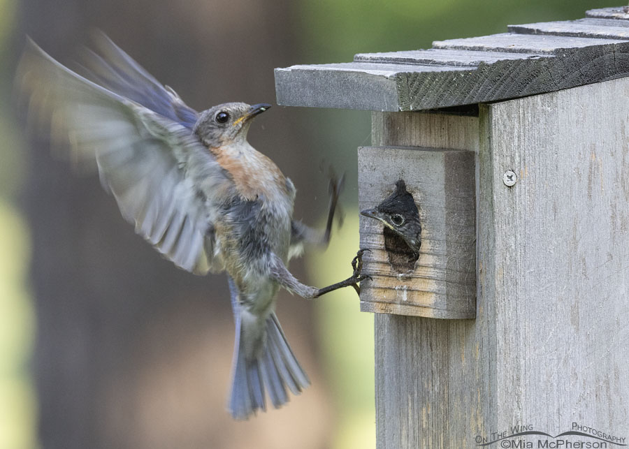 Female Eastern Bluebird delivering food to her chick, Sebastian County, Arkansas