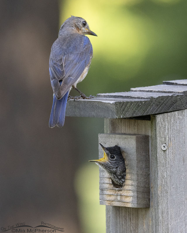 Female Eastern Bluebird with her chick in the nestbox, Sebastian County, Arkansas