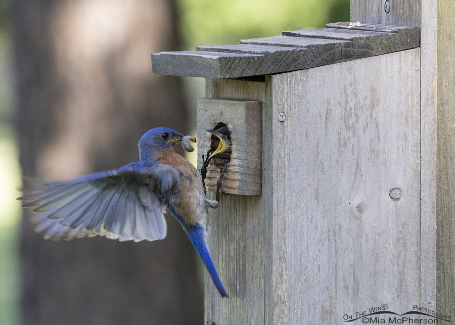 Male Eastern Bluebird feeding a grub to his hungry chick, Sebastian County, Arkansas