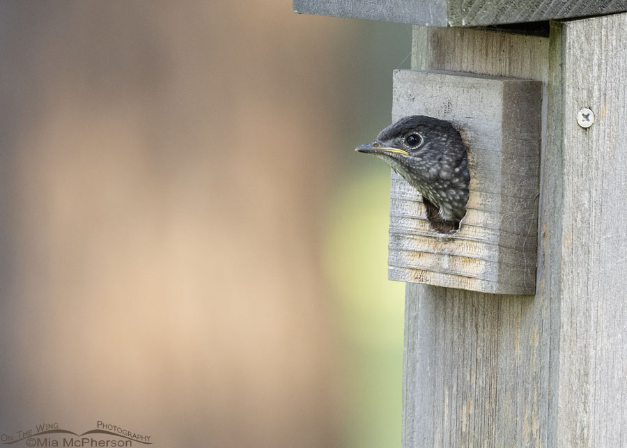 Young Eastern Bluebird about to fledge, Sebastian County, Arkansas