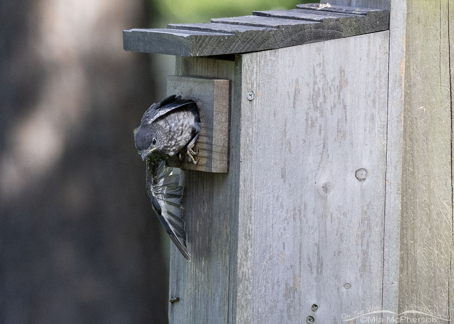 Eastern Bluebird chick leaving the nest, Sebastian County, Arkansas