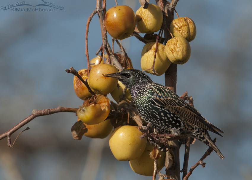 European Starling feeding on fruit, Farmington Bay WMA, Davis County, Utah