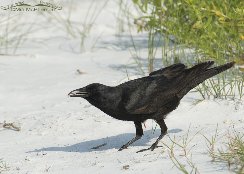 Fish Crow on the beach, Fort De Soto County Park, Pinellas County, Florida