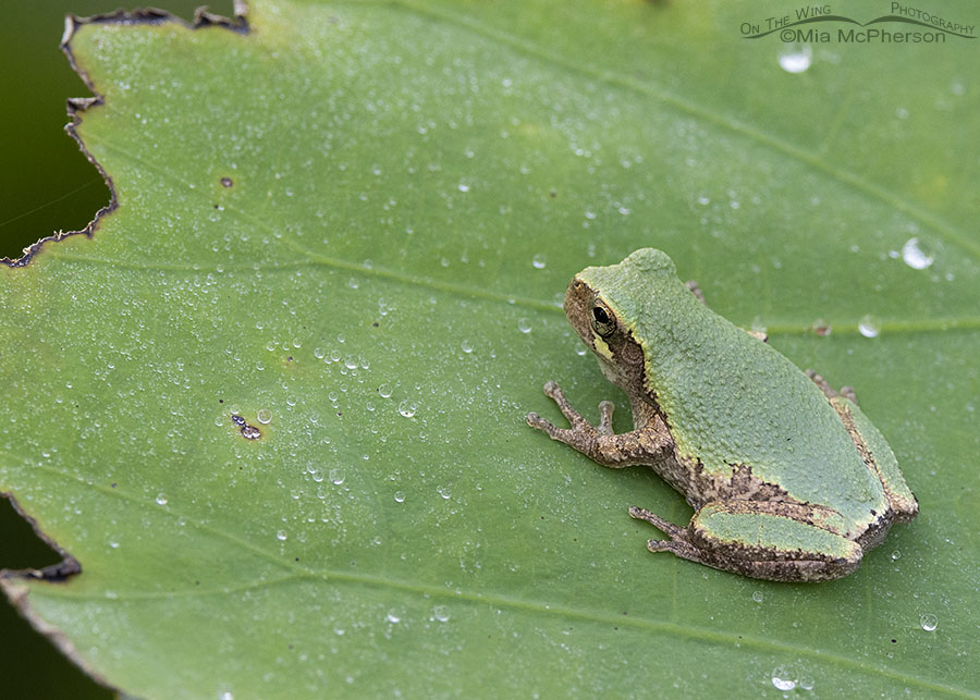 Adult Gray Treefrog on a lotus leaf, Sequoyah National Wildlife Refuge, Oklahoma