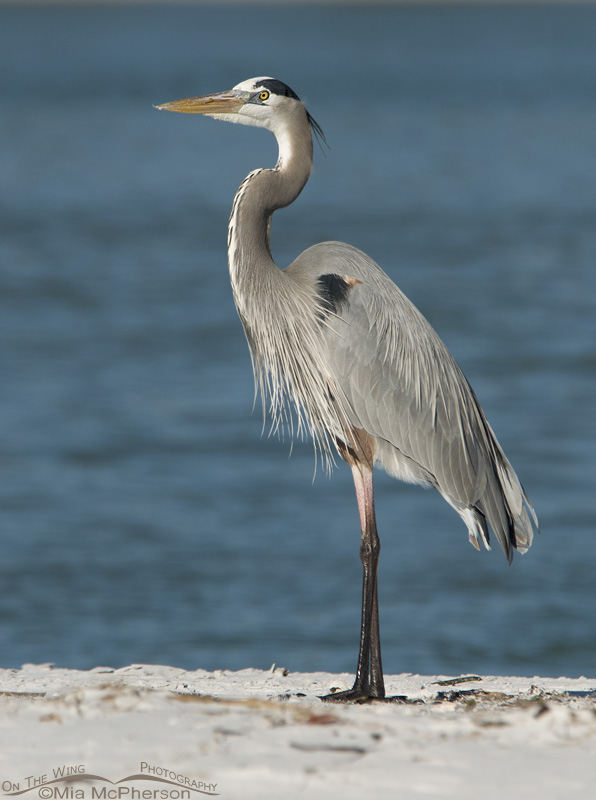 Great Blue Heron in front of the beautiful Gulf, Fort De Soto County Park, Pinellas County, Florida