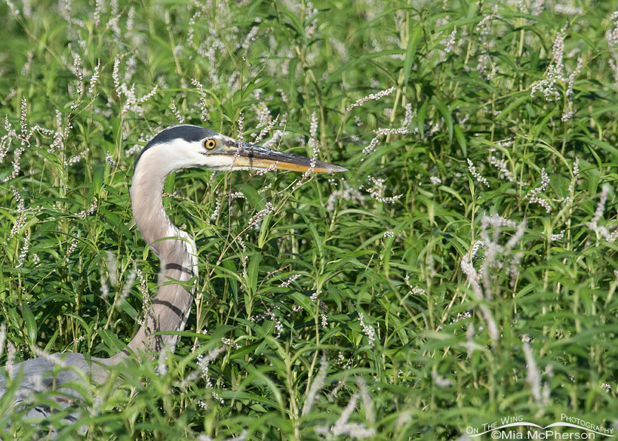 Great Blue Heron in Bog Smartweed, Sequoyah National Wildlife Refuge, Oklahoma