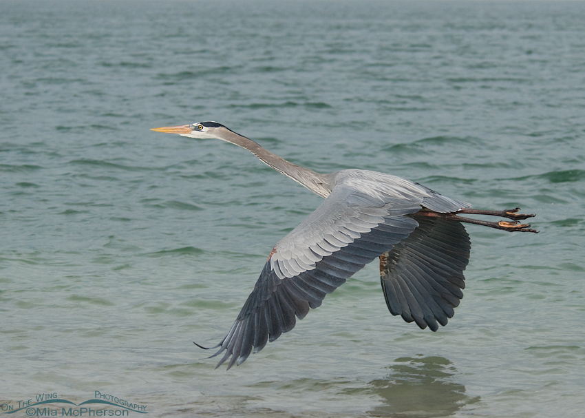 Great Blue Heron in flight pursuit, Fort De Soto County Park, Pinellas County, Florida