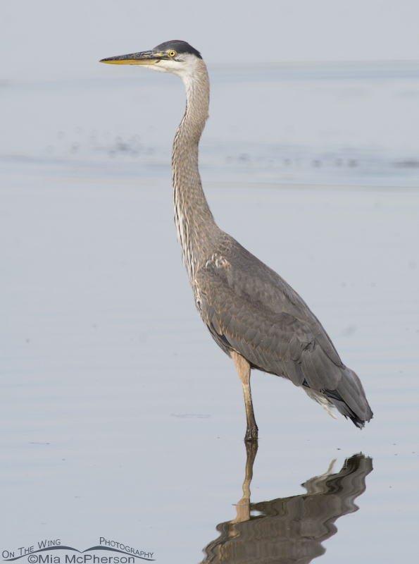 Great Blue Heron in Glover Pond, Farmington Bay WMA, Davis County, Utah