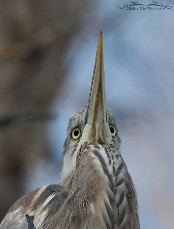 Great Blue Heron in a funny pose, Fort De Soto County Park, Pinellas County, Florida