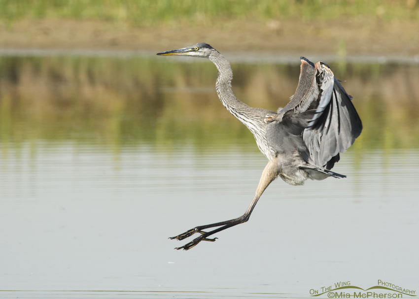 Great Blue Heron in landing position