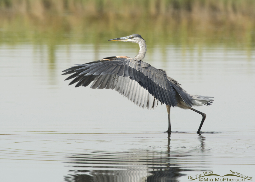 Great Blue Heron a split second after landing at Farmington Bay WMA, Davis County, Utah