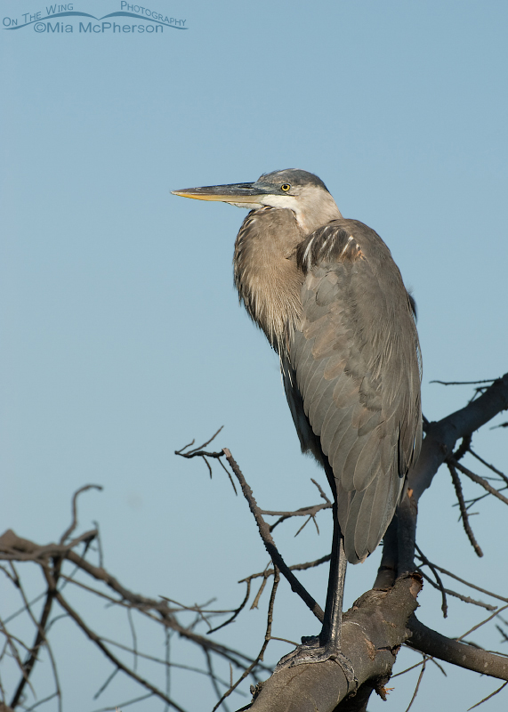 Great Blue Heron perched on a snag, Fort De Soto County Park, Pinellas County, Florida