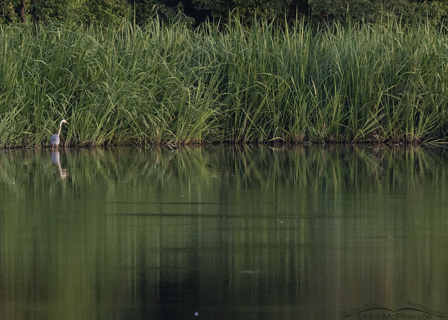 Great Blue Heron on Sally Jones Lake, Sequoyah National Wildlife Refuge, Oklahoma