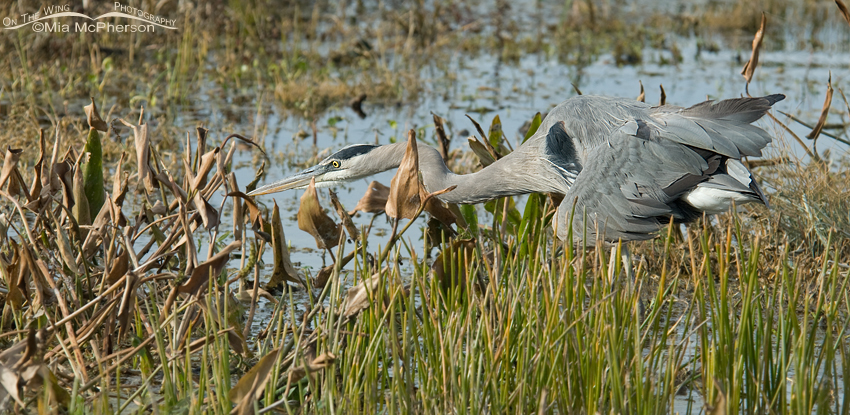 Great Blue Heron hunting in a wetlands, Roosevelt Wetland, Pinellas County, Florida