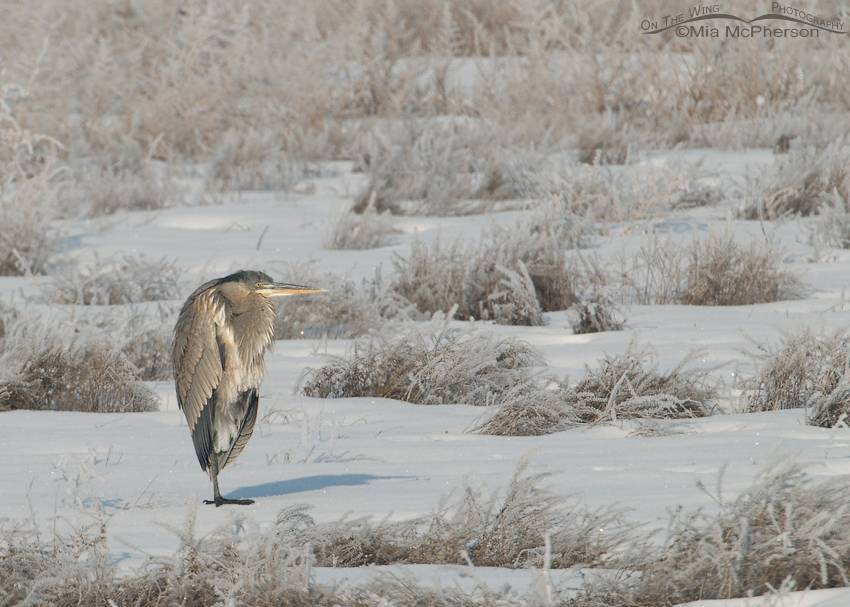 Great Blue Heron in the snow, Farmington Bay WMA, Davis County, Utah