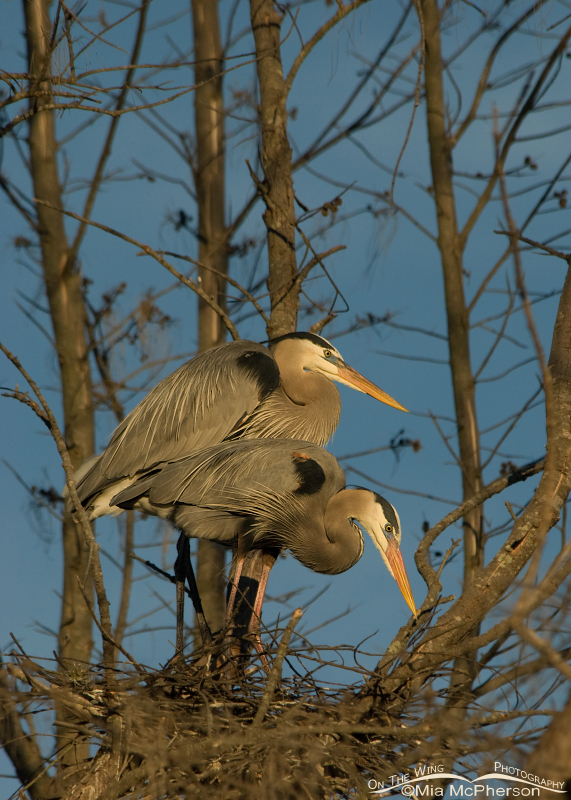 Great Blue Herons nesting at Fort De Soto County Park, Florida