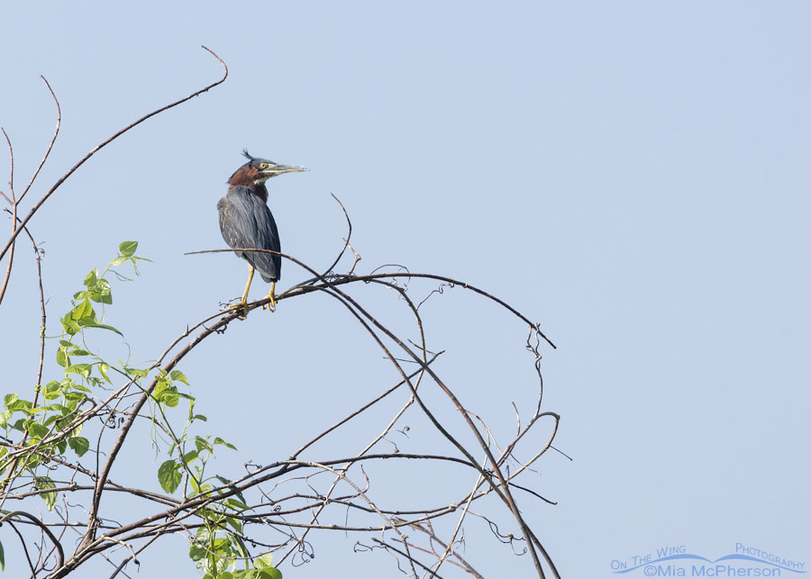 Adult Green Heron near the Arkansas River, Sequoyah National Wildlife Refuge, Oklahoma