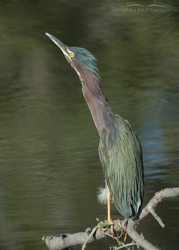 Green Heron watching a Broad-winged Hawk overhead, Sawgrass Lake Park, Pinellas County, Florida