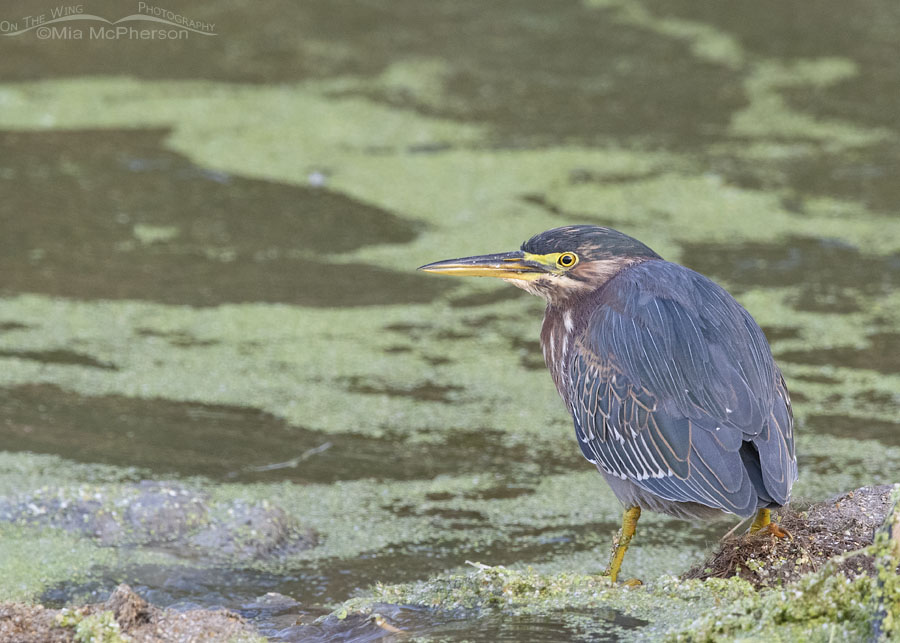 Low light immature Green Heron in northern Utah, Farmington Bay WMA, Davis County, Utah