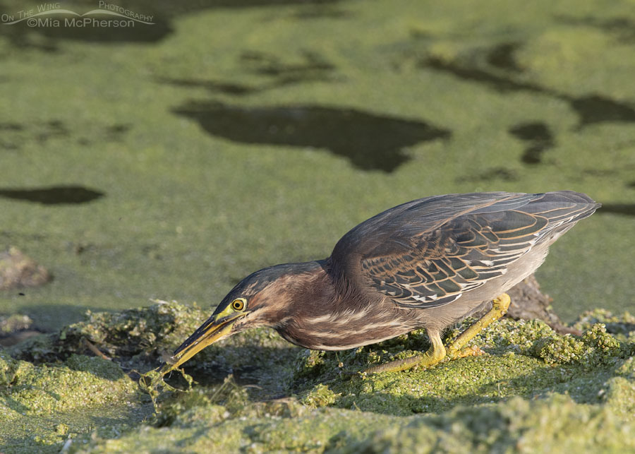 Sub-adult Green Heron catching prey in Utah, Farmington Bay WMA, Davis County, Utah