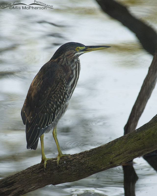 Immature Green Heron, Sawgrass Lake Park, Pinellas County, Florida