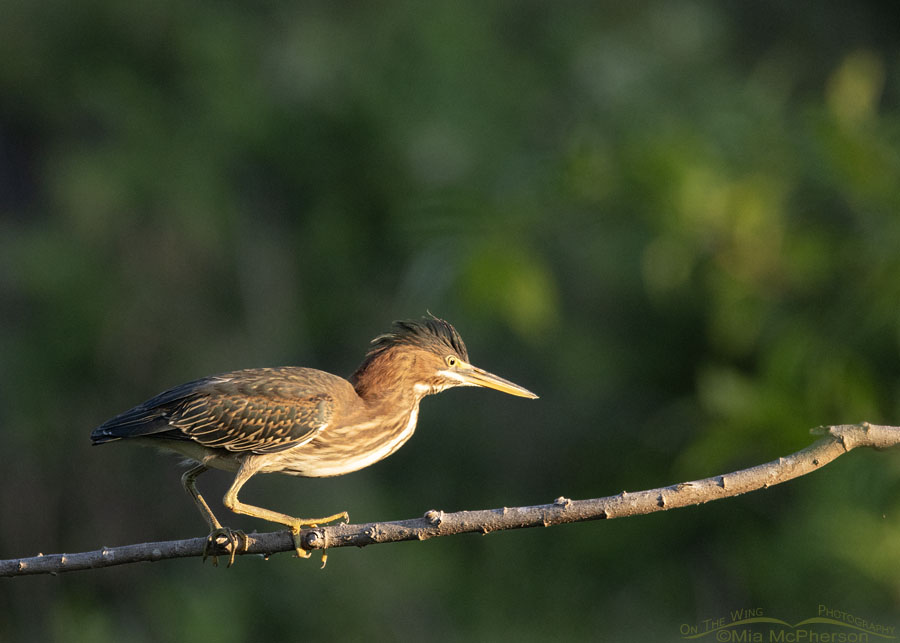 Green Heron about to lift off from a branch, Sequoyah National Wildlife Refuge, Oklahoma