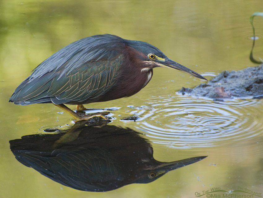 Green Heron with reflection, Sawgrass Lake Park, Pinellas County, Florida