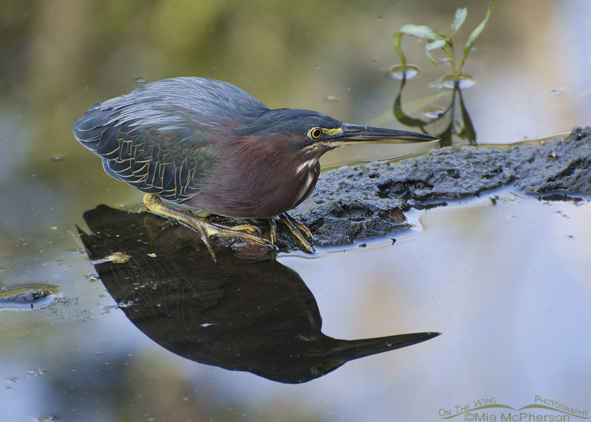 Crouching Green Heron, Sawgrass Lake Park, Pinellas County, Florida