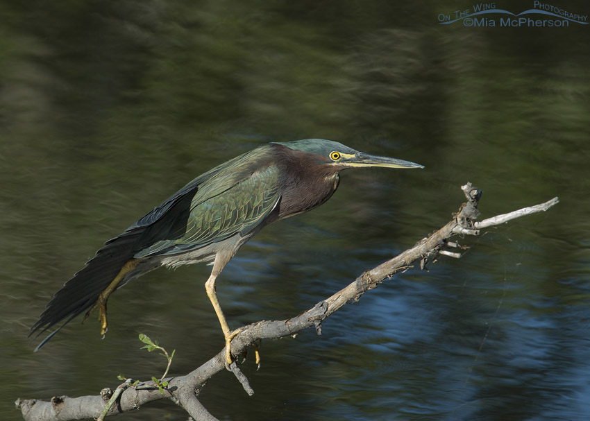 Green Heron stretching, Sawgrass Lake Park, Pinellas County, Florida