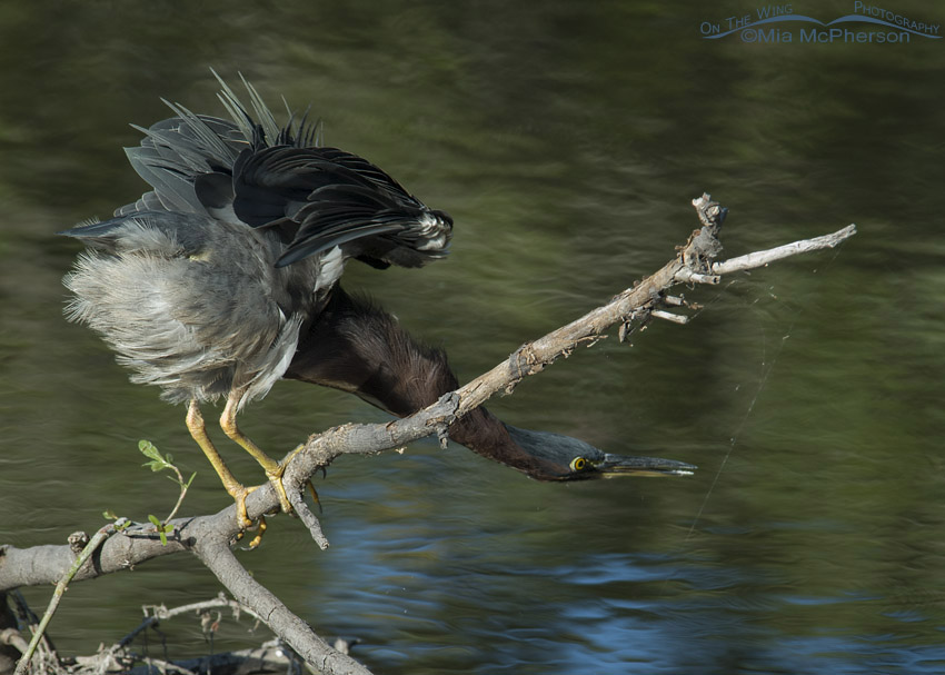 Stretched out Green Heron, Sawgrass Lake Park, Pinellas County, Florida