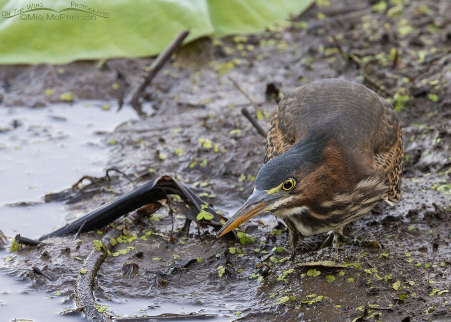 Foraging subadult Green Heron, Sequoyah National Wildlife Refuge, Oklahoma