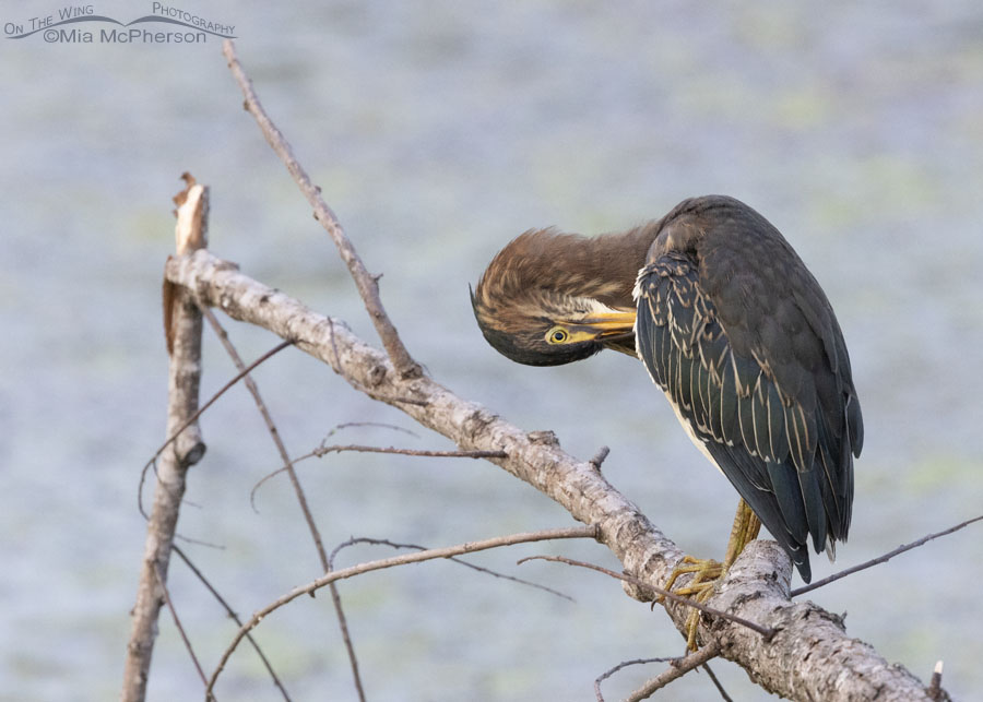 Preening subadult Green Heron, Sequoyah National Wildlife Refuge, Oklahoma