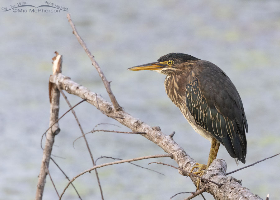 Subadult Green Heron on a downed tree, Sequoyah National Wildlife Refuge, Oklahoma