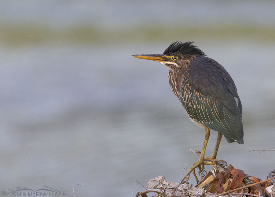 Subadult Green Heron at Sequoyah National Wildlife Refuge, Oklahoma