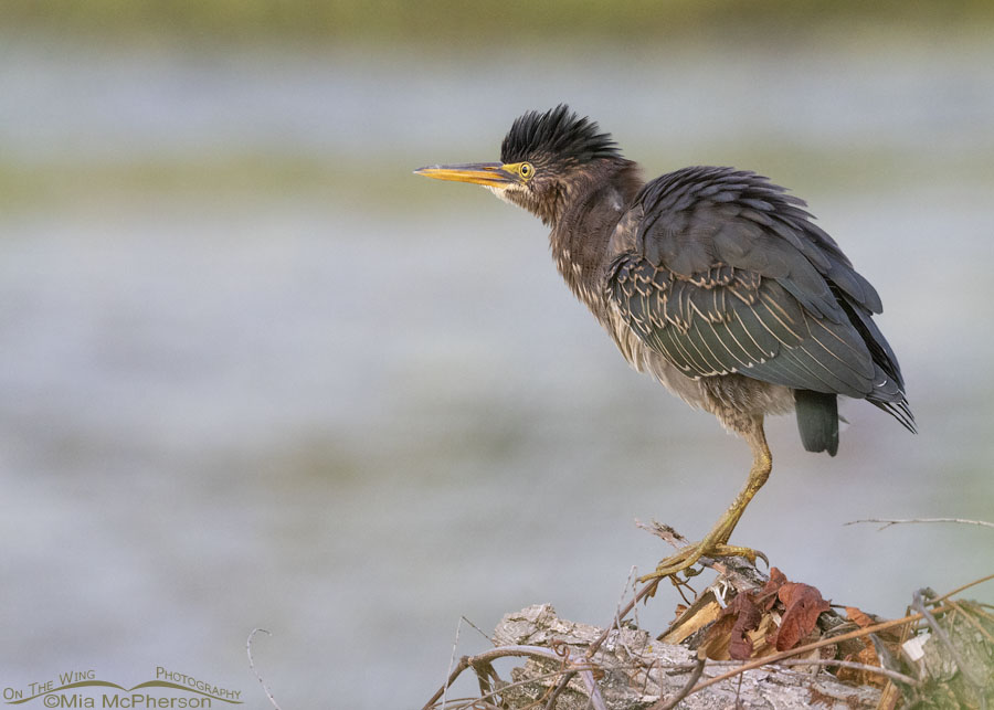 Subadult Green Heron shaking their feathers, Sequoyah National Wildlife Refuge, Oklahoma