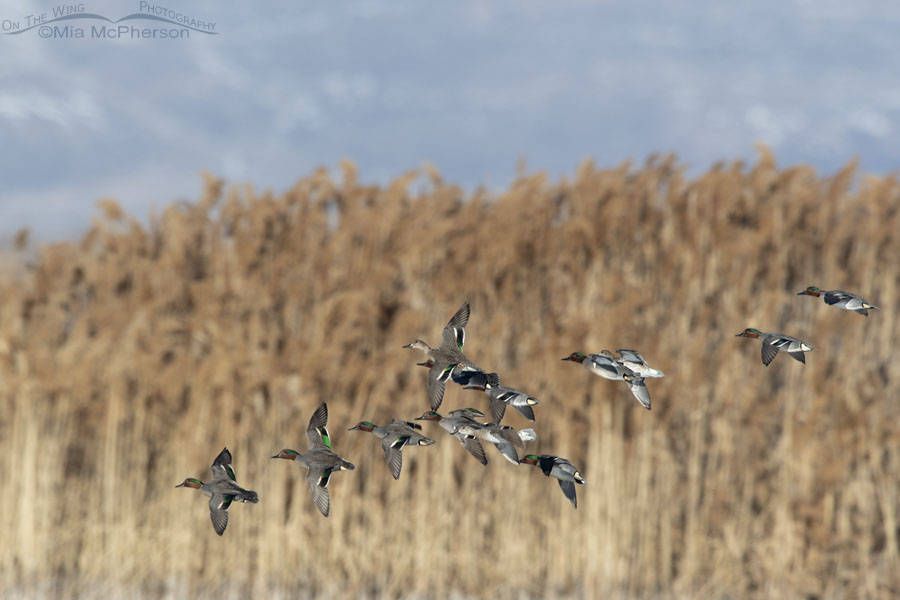 Flock of Green-winged Teal in flight over a marsh