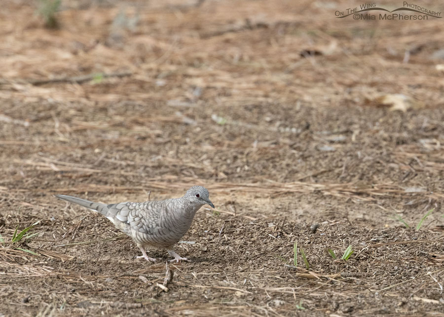 Adult Inca Dove in Arkansas, Sebastian County