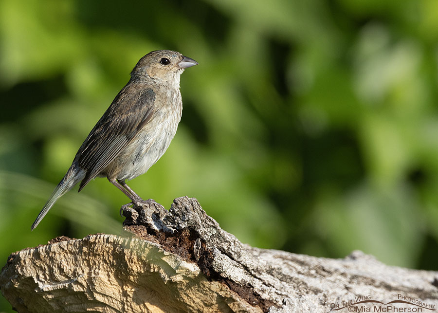 Female or possible immature male Indigo Bunting on a log, Sequoyah National Wildlife Refuge, Oklahoma