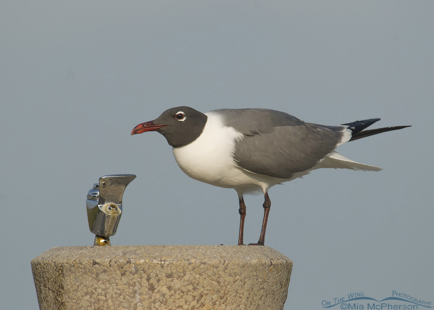 Laughing Gull at fountain, Fort De Soto County Park, Pinellas County, Florida