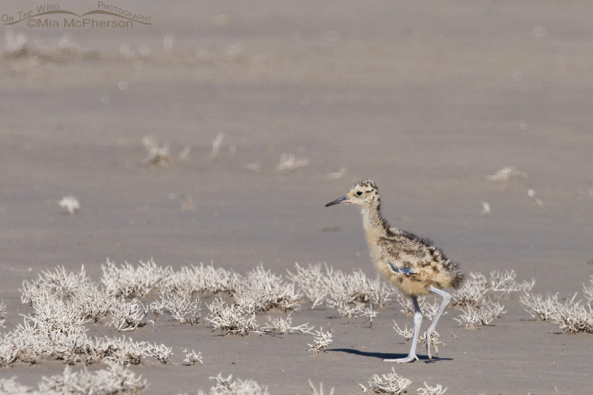 Long-billed Curlew chick at Bear River NWR, Bear River Migratory Bird Refuge, Box Elder County, Utah