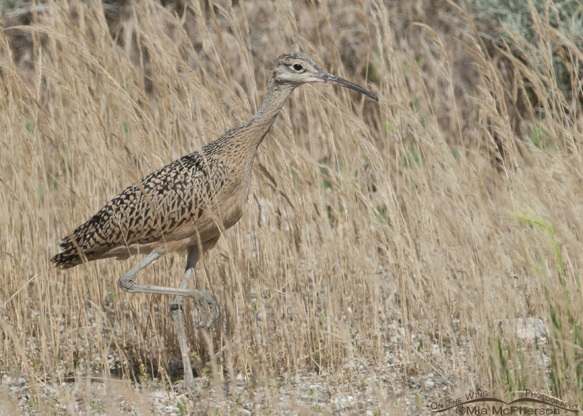 Juvenile Long-billed Curlew on Antelope Island, Davis County, Utah